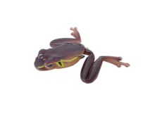 02 JP Brown Frog