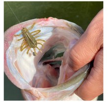 Deps Wiggle Bug