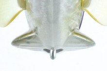 Tiny Bullshooter Shudder Tail